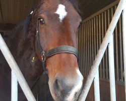 jumper Quandt (Westphalian, 2007, from Quidamo)