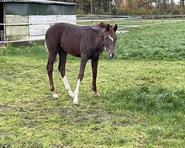 horse Blaze Balioso (Oldenburg, 2023, from Bellany)