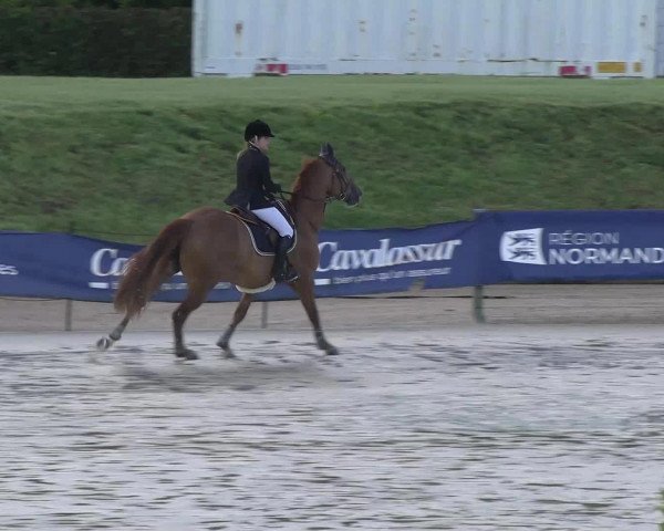 stallion Cappuccino de Listoir (Belgium Sporthorse, 2008, from Calvaro Z)