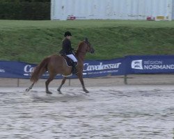 stallion Cappuccino de Listoir (Belgium Sporthorse, 2008, from Calvaro Z)
