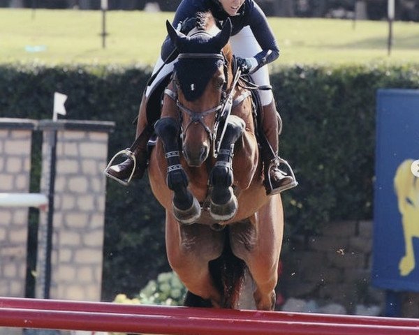 jumper Indigo VDL (KWPN (Royal Dutch Sporthorse), 2013, from Inshallah de Muze)