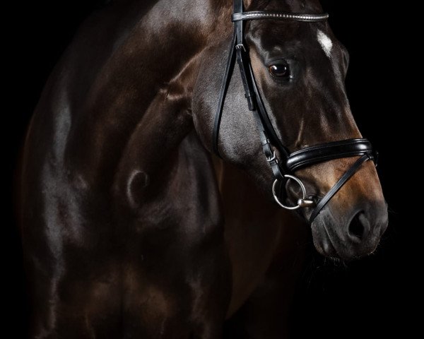 jumper Quantina 9 (Westphalian, 2018, from Quantensprung 3)