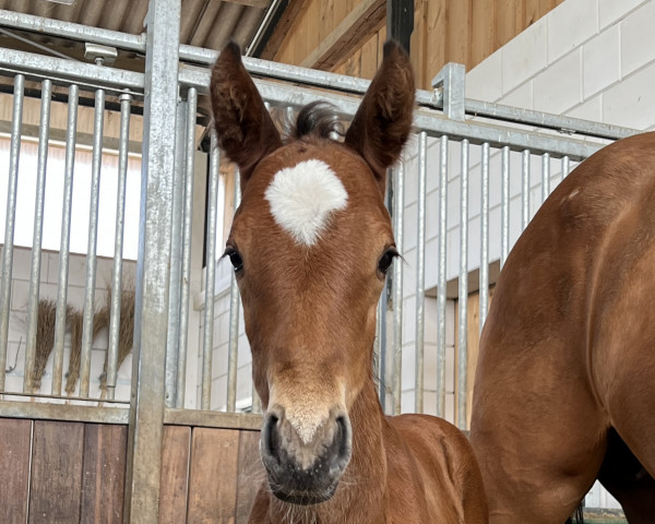 horse Jakarta (German Sport Horse, 2022, from Jasper)
