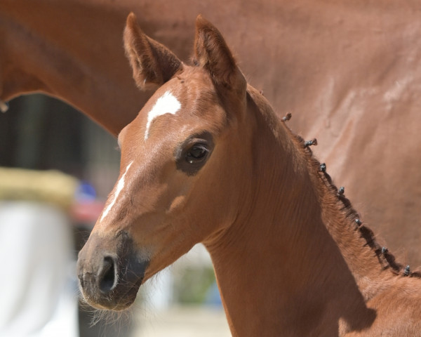 horse Jaffa (Holsteiner, 2023, from Jasper)