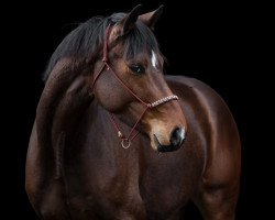 Pferd Hengst von Speedway / Rubin-Royal (Oldenburger, 2019, von Speedway 7)
