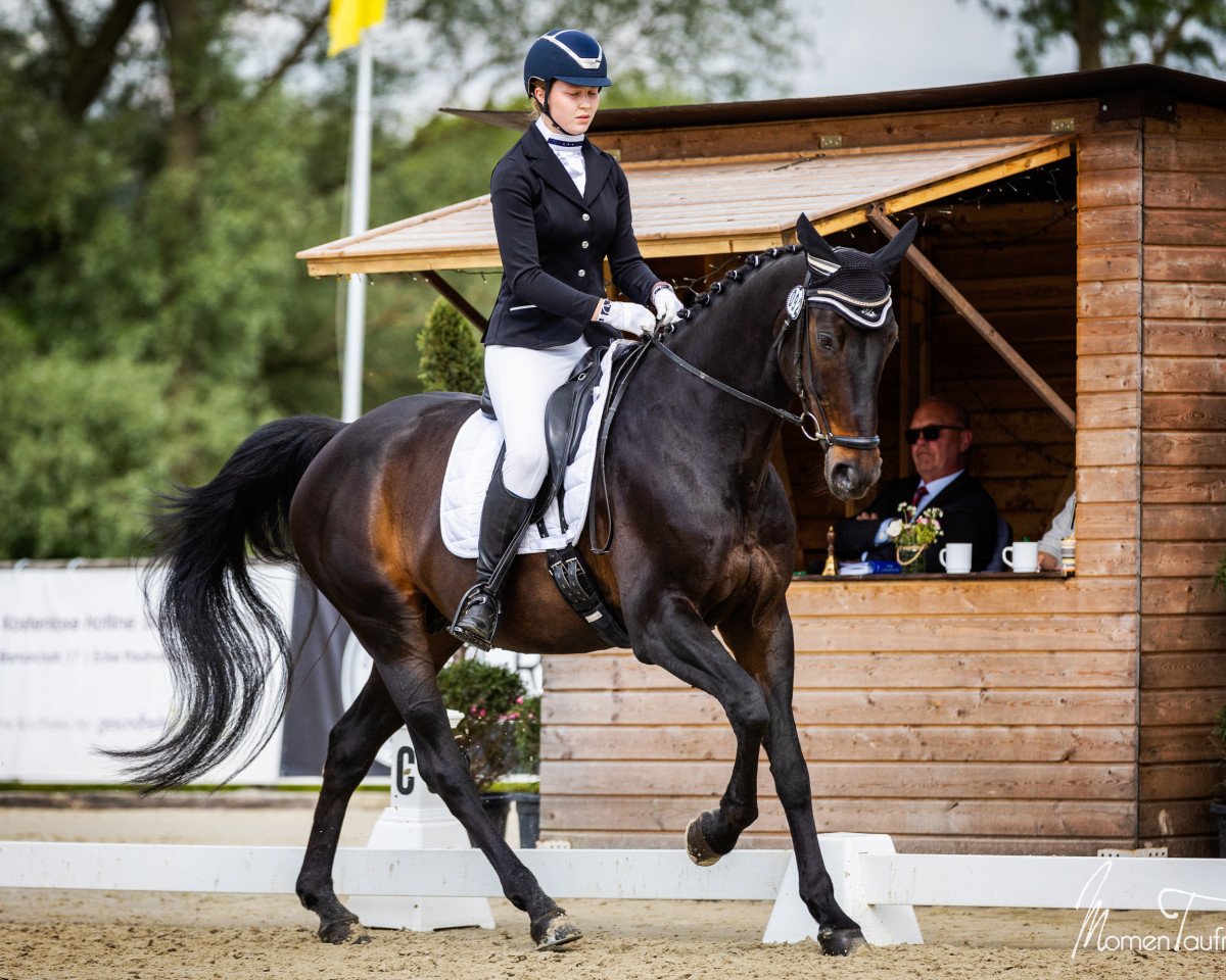 Springpferd Diego (Oldenburger, 2008, von Daddy Cool)