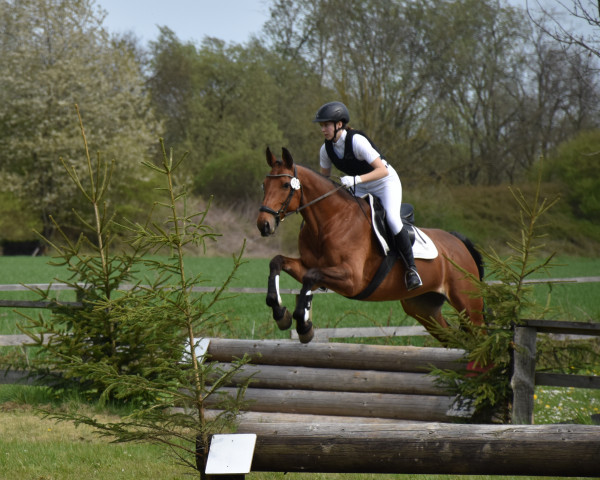 broodmare LuLu 158 (Westphalian, 2008, from Lohengrin T)