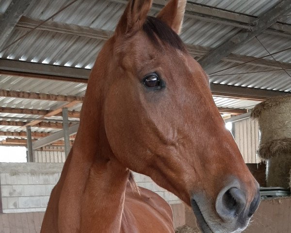 jumper Landano 14 (Hanoverian, 2000, from Landclassic)