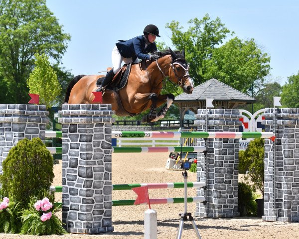 stallion Arome Mirabelle (Selle Français, 2010, from Norway de La Lande)