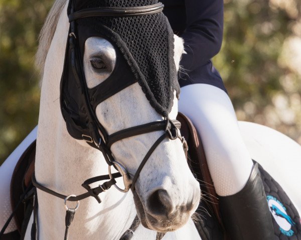jumper Ecuador (Cruzado-Portugues, 2009, from Coltaire Z)