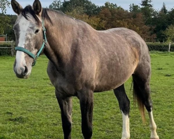 horse Calinka (Luxembourg horse, 2019, from Centurio 22)