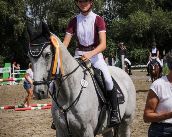 jumper Candyman 164 (Polish Warmblood, 2010, from Idol)