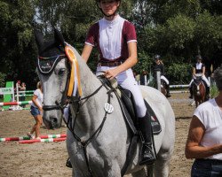 jumper Candyman 164 (Polish Warmblood, 2010, from Idol)