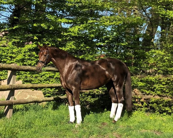 broodmare Lillifee HP (Hanoverian, 2015, from Livaldon)