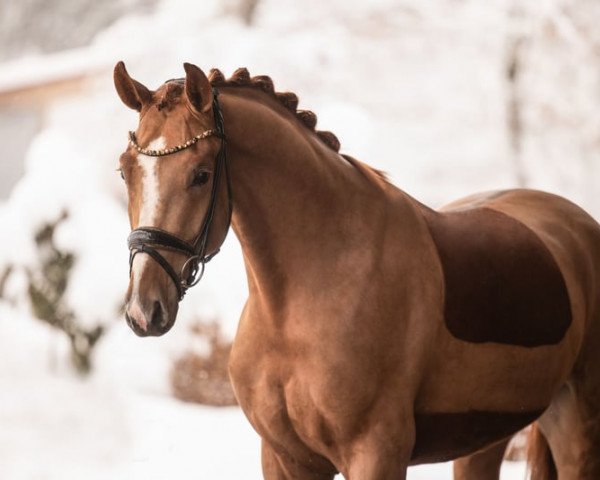 horse First Kiss (Oldenburg, 2020, from Fynch Hatton)
