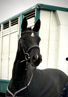 broodmare Benicia HP (Hanoverian, 2016, from Bon Coeur)