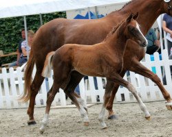 Pferd Saphira HP (Hannoveraner, 2019, von Secret)