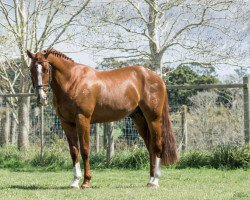 horse Cartello GNZ (Holsteiner, 2014, from Cartell GNZ)