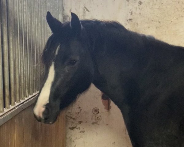 broodmare Hallo Pippi Langstrumpf (German Riding Pony, 2021, from Holsteins Highlight)