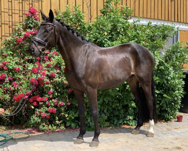 dressage horse Fürst Fleetmark (German Sport Horse, 2016, from Fürst Wilhelm)