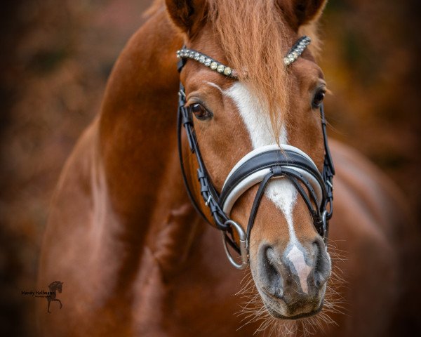 stallion Knallbonbon W WE (German Riding Pony, 2018, from Kachunga)