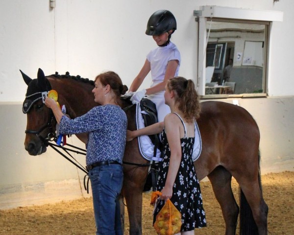 dressage horse Heiligenbergs Halbstark (German Riding Pony, 2013, from Heiligenbergs Doubtfire)