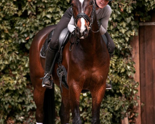 Deckhengst Shiny Air II (Oldenburger, 2016, von Sir Donnerhall I)