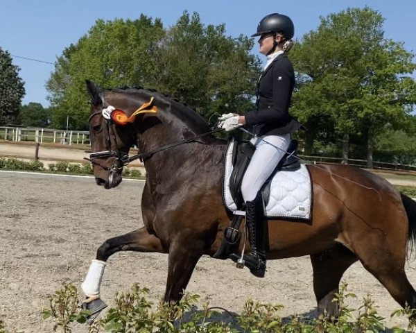 dressage horse Donna Classica 2 (Hanoverian, 2006, from Don Crusador)