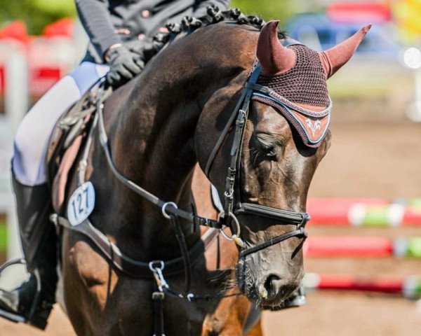 dressage horse Debbie Jones 2 (Hanoverian, 2012, from Dauphin)