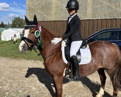 dressage horse Pantyfid Starlight (Welsh-Cob (Sek. C), 2011, from Hafodrynys Welsh Crusader)