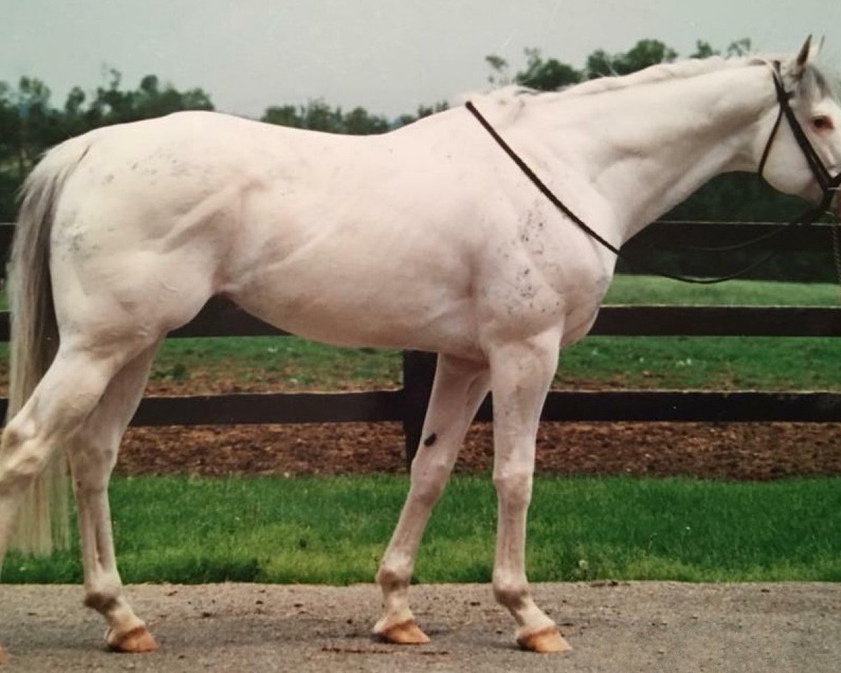 stallion Bright White xx (Thoroughbred, 1998, from Roanoke xx)