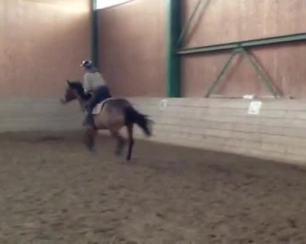 Video von Bella Donna Z