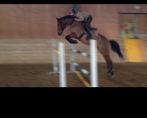 broodmare Bella Donna Z (Bavarian, 2005, from Balougran)
