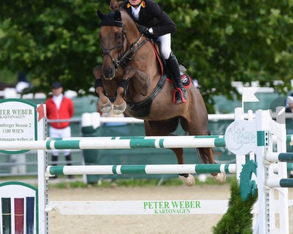 Springpferd Alexander´s Star (Österreichisches Warmblut, 2009, von Alexander der Grosse Z)
