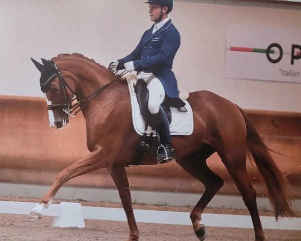 Dressurpferd Queen Newcastle (Hannoveraner, 2015, von Quasar de Charry)