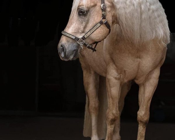 stallion Sir Jac Cash (Quarter Horse, 2011, from Nu Chex To Cash)