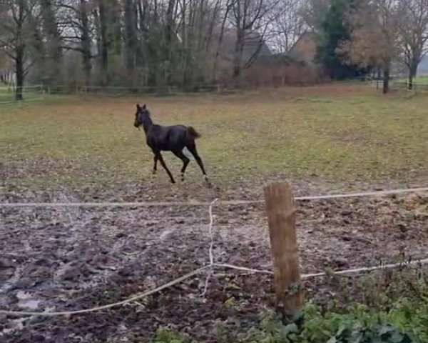 Video of Princess la Bonita