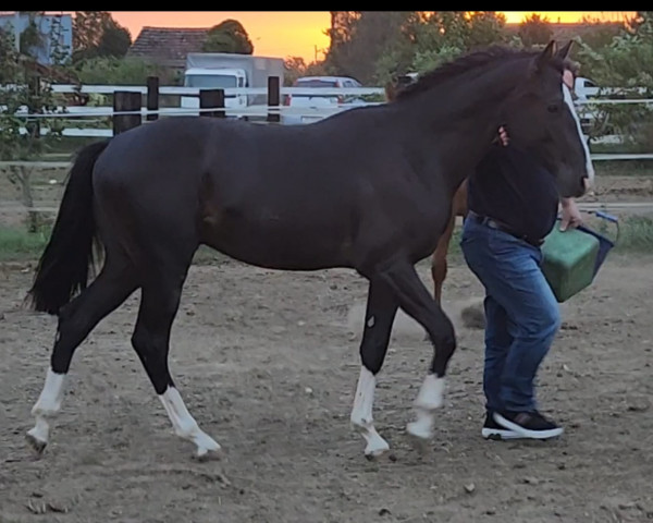 Pferd Varadero Azul de Remedy Z (Zangersheide Reitpferd, 2022, von Vigo d'Arsouilles)