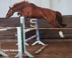 Cavallo Vanguard (Hannoveriano, 2017, di Vigo d'Arsouilles)