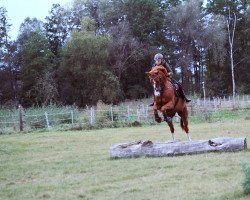 jumper Smoky 441 (Oldenburg show jumper, 2007, from Singulord Joter)