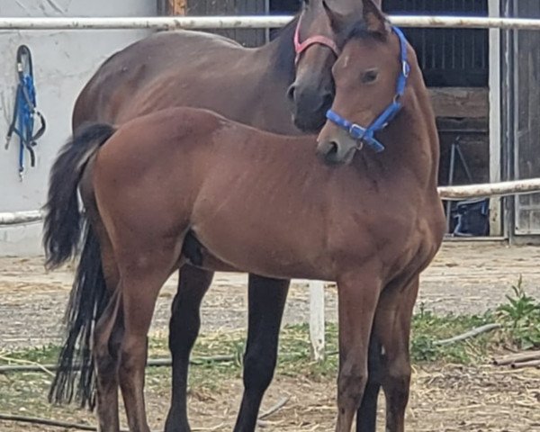 broodmare VDL Groep Zandorra (Zangersheide riding horse, 2003, from Zandor Z)