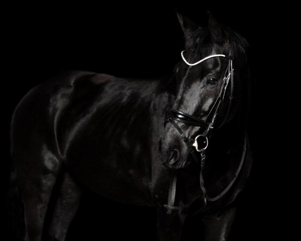 horse Amperio (Westphalian, 2014, from All At Once)