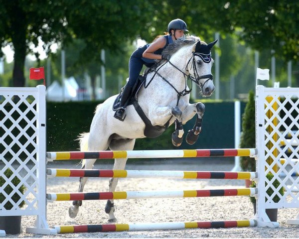 jumper Cuba Libre 52 (Westphalian, 2009, from Cascavelle NT)