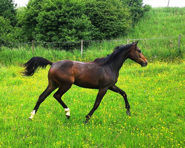 horse Askan HL (German Sport Horse, 2021, from Acasino B)
