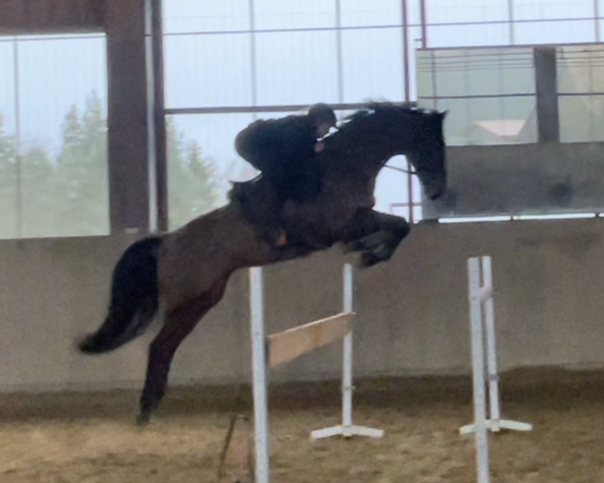 Springpferd Le Boy (Zangersheide Reitpferd, 2018, von Lord Pezi Junior)