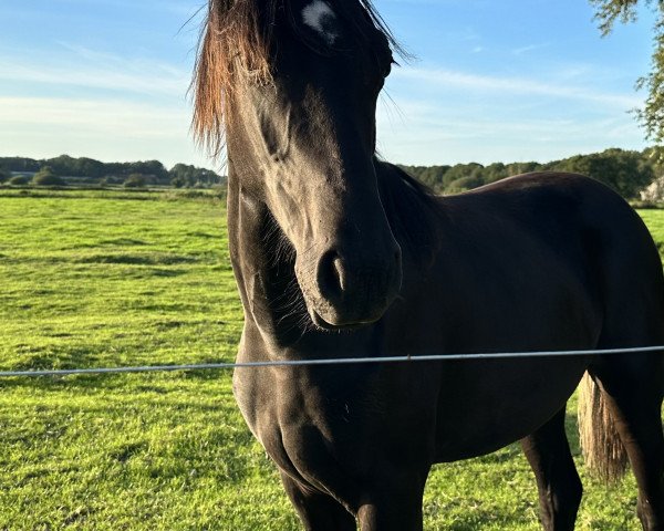 Pferd Lascara L (Oldenburger, 2022, von Le Vivaldi)