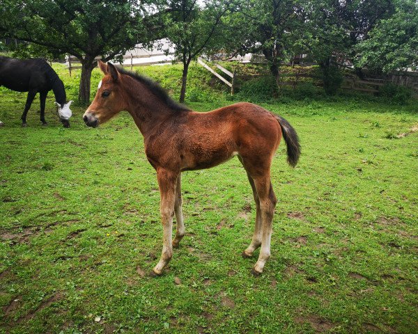 broodmare Dalida HL (German Sport Horse, 2022, from Acasino B)