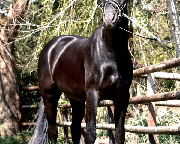 horse Ts Royal Hit (Hanoverian, 2019, from Nymphenburgs Royal Side)