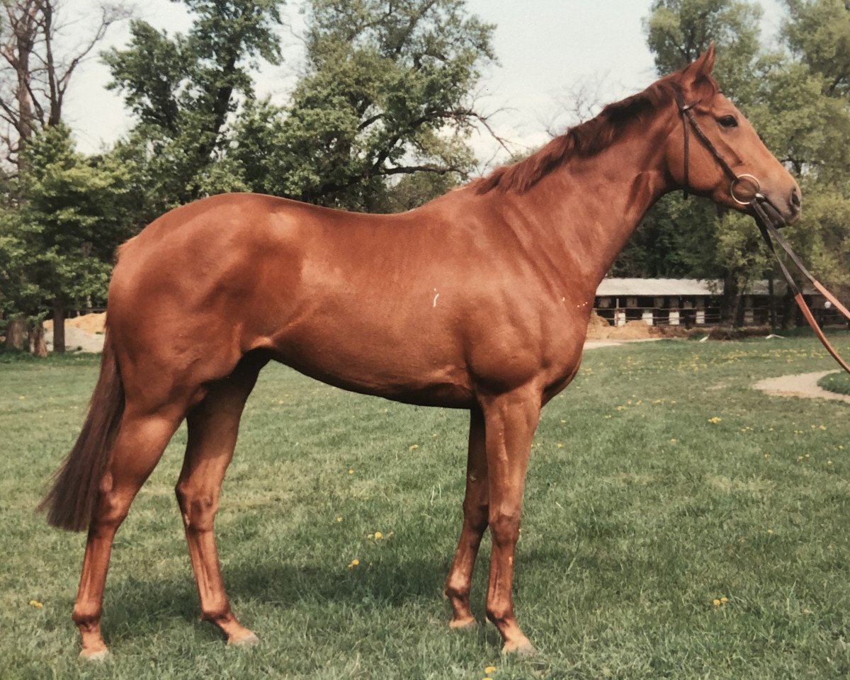 Broodmare Whispering Willows xx (English Thoroughbred, 1987, from Mansingh xx)