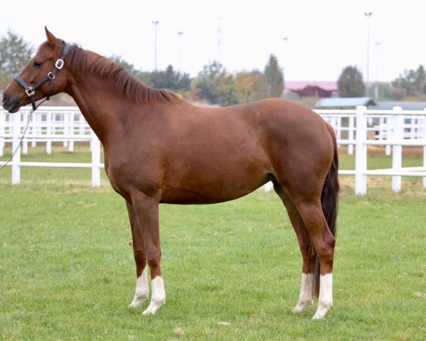 broodmare Wie Nett (Trakehner, 2014, from All Inclusive)